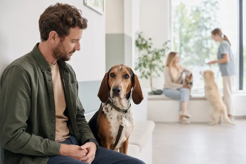 Ein Balearen Laufhund sitzt neben seinem Besitzer in einem hellen Wartezimmer einer modernen Tierarztpraxis.
